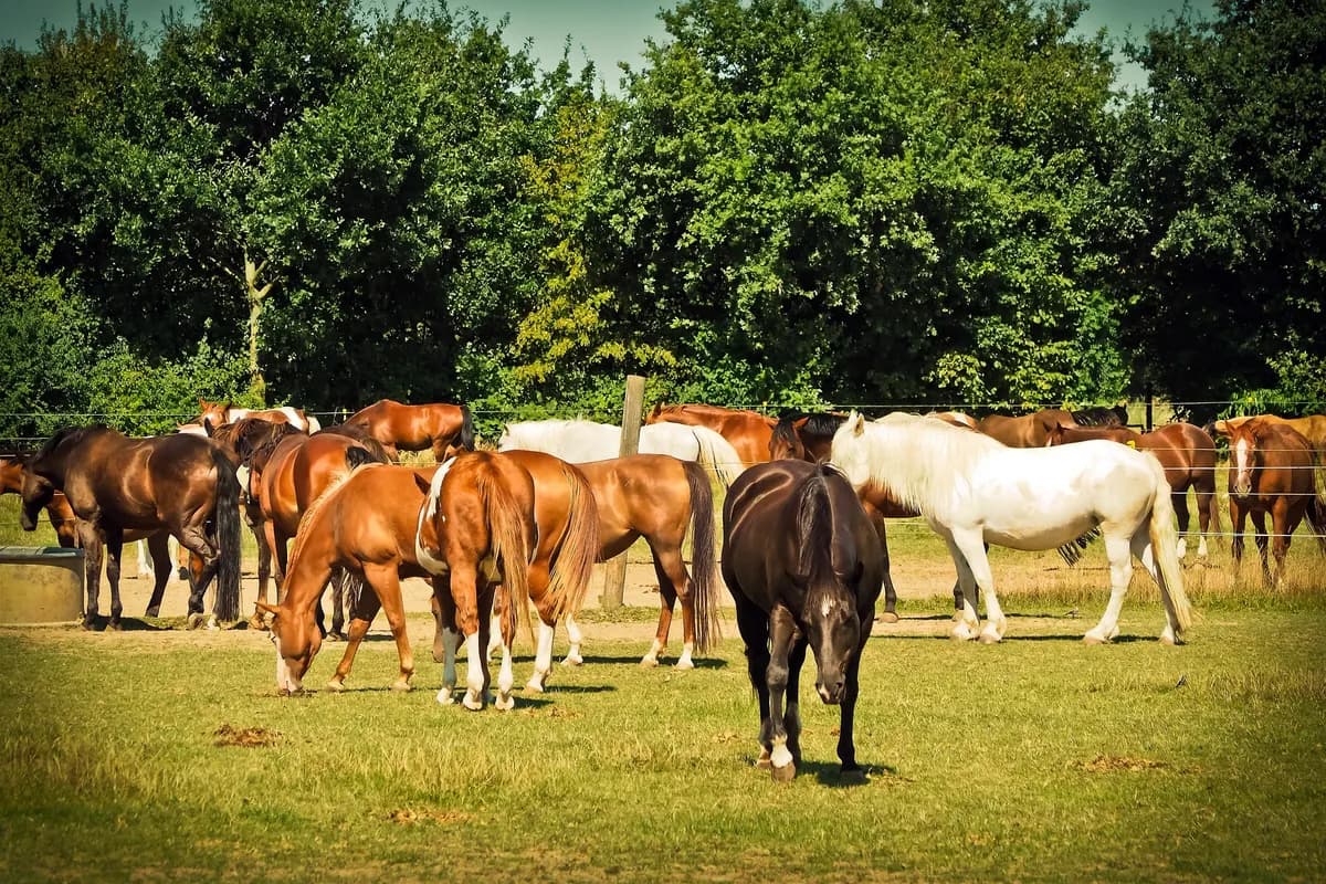 Pferdegruppe auf der Sommerweide