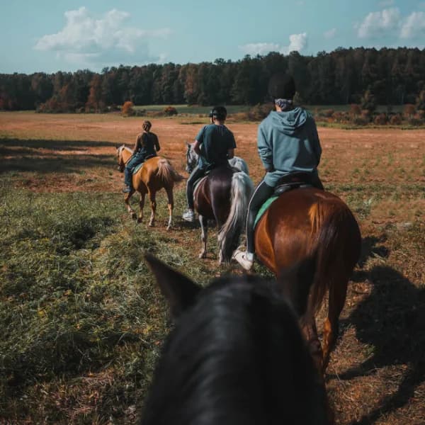 Drei Reiter aus der Pferdeperspektive auf einem Ausritt durch ein herbstliches Feld