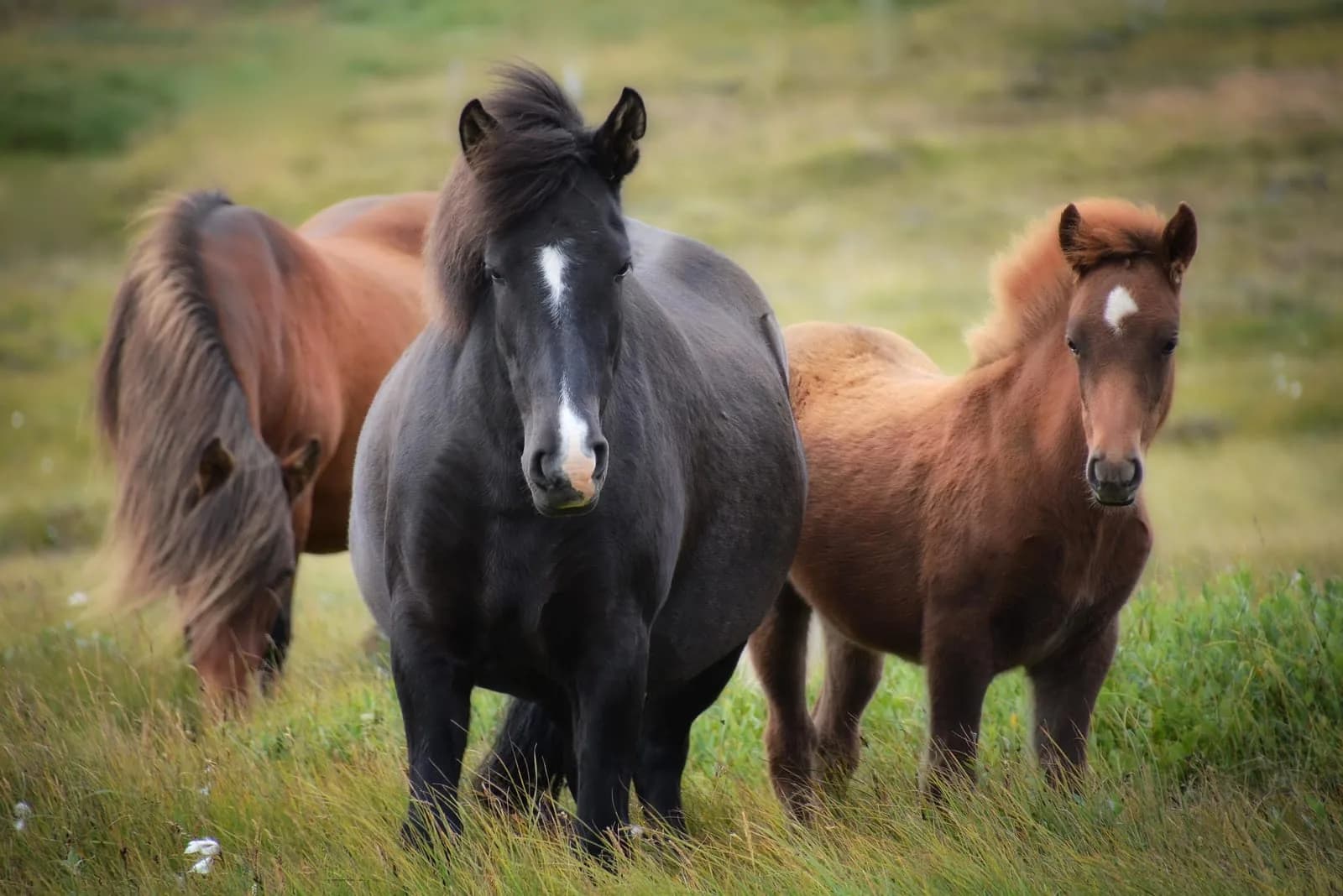 Ponys stehen im Sommer auf der Weide