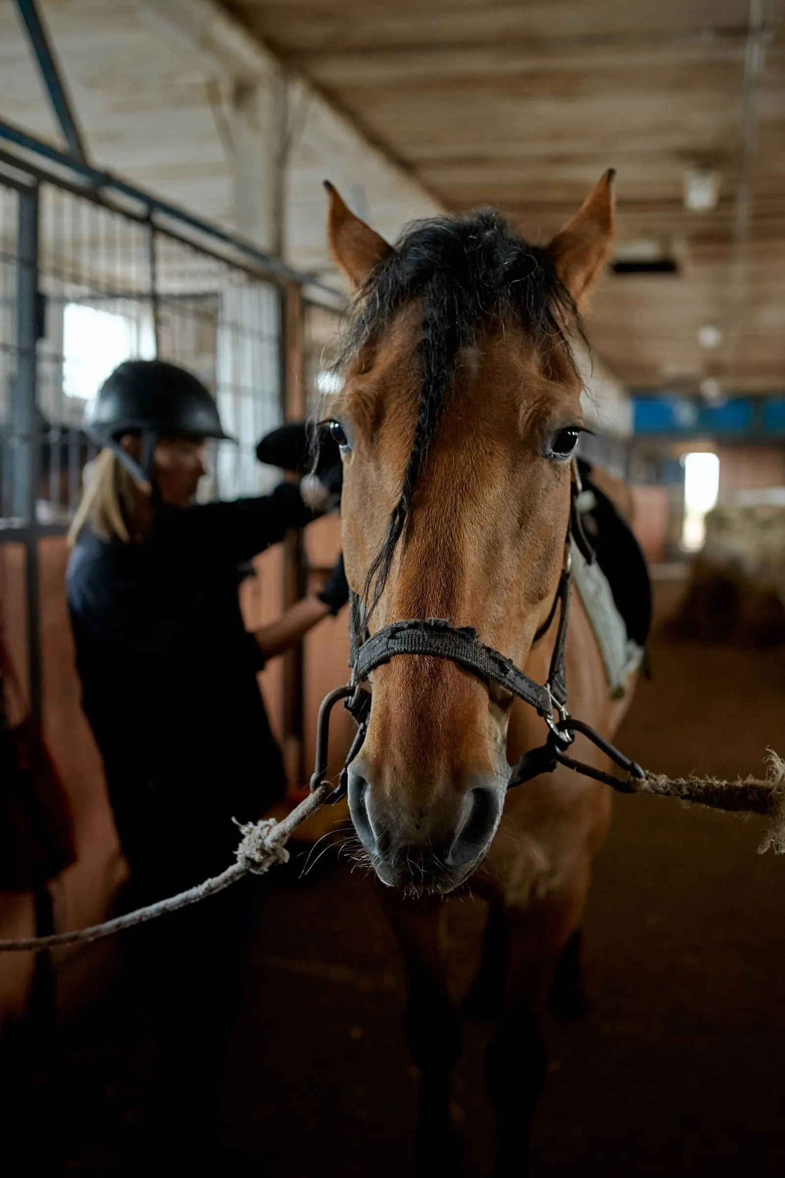 Pferd steht angebunden im Stallgang